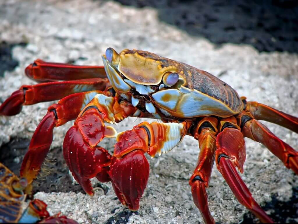 crabgrass crab wislawn lawn crab